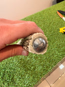 Faca para Churrasco - Pomo Moeda Antiga